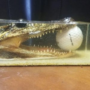 Alligator head in resin